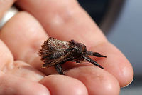 Saddleback Caterpillar Moth (Acharia stimulea) Found in the garden section of a Home Depot department store. <br />
https://www.jungledragon.com/image/81082/saddleback_caterpillar_moth_acharia_stimulea.html Acharia stimulea,Geotagged,Saddleback Caterpillar,Spring,United States