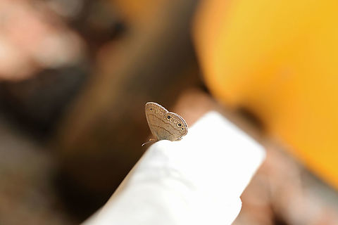 Carolina Satyr (Hermeuptychia sosybius) At a disturbed forest edge.  Carolina Satyr,Geotagged,Hermeuptychia sosybius,Spring,United States