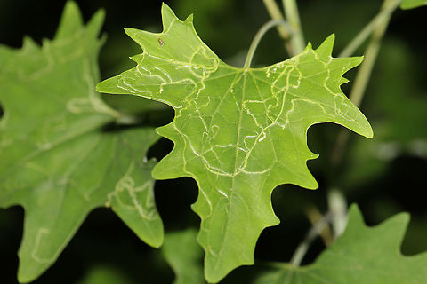 Leaf Miner Moth (Phyllocnistis insignis) Damage on Pale Indian Plantain (Arnoglossum atriplicifolium) These maze-like mines are created by the Leaf Miner Moth (Phyllocnicstis insignis), which mine the leaves of the Senecioneae tribe.

I'm going to make a separate post for the plant at a later time! Arnoglossum atriplicifolium,Geotagged,Pale Indian plantain,Phyllocnistis insignis,Spring,United States
