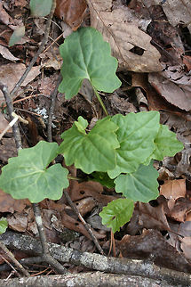 Pale Indian plantain