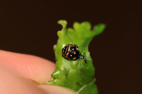 Harlequin Bug Nymph (Murgantia histrionica ) On a piece of kale (grown at a nearby organic farm). It can be a crop pest, so I'm not surprised to see it on my produce! Geotagged,Harlequin cabbage bug,Murgantia histrionica,Summer,United States