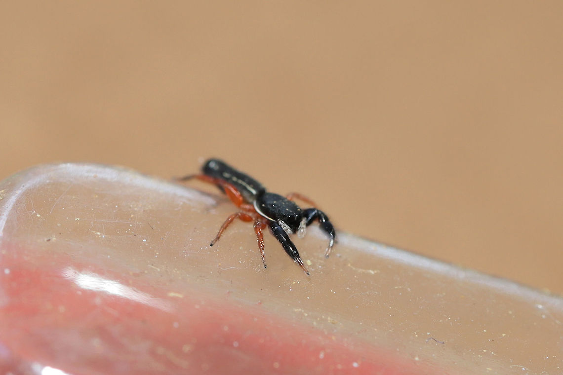 Jumping Spider (Metacyrba floridana) TINY jumping spider at the disturbed edge of a dense mixed forest. It did not want to be photographed and was in constant motion!<br />
<figure class="photo"><a href="https://www.jungledragon.com/image/81111/jumping_spider_metacyrba_floridana.html" title="Jumping Spider (Metacyrba floridana)"><img src="https://s3.amazonaws.com/media.jungledragon.com/images/3231/81111_thumb.jpg?AWSAccessKeyId=05GMT0V3GWVNE7GGM1R2&Expires=1763596810&Signature=Aa9vfiDxA2p62%2FYl7u3vOv04%2FaA%3D" width="200" height="134" alt="Jumping Spider (Metacyrba floridana) TINY jumping spider at the disturbed edge of a dense mixed forest. It did not want to be photographed and was in constant motion! <br />
https://www.jungledragon.com/image/81110/jumping_spider_metacyrba_floridana.html Geotagged,Metacyrba floridana,Summer,United States" /></a></figure> Geotagged,Metacyrba floridana,Summer,United States