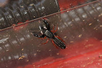 Jumping Spider (Metacyrba floridana) TINY jumping spider at the disturbed edge of a dense mixed forest. It did not want to be photographed and was in constant motion! <br />
https://www.jungledragon.com/image/81110/jumping_spider_metacyrba_floridana.html Geotagged,Metacyrba floridana,Summer,United States