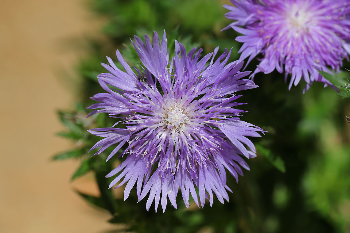 Stoke's Aster (Stokesia laevis) - "Peachie's Pick" My first native flower for the garden. I haven&#039;t even put it in the ground, and it is already attracting pollinators!<br />
<br />
According to Almost Eden Plants: &quot;This southern selection originated from the gardens of and was named for Peachie Saxon of Mississippi. It originated to us from one of the people who helped to make it known to gardeners and landscapers everywhere, noted horticulturist and author Gail Barton of Meridian, Mississippi.&quot; Geotagged,Stokesia (plant),Stokesia laevis,Summer,United States