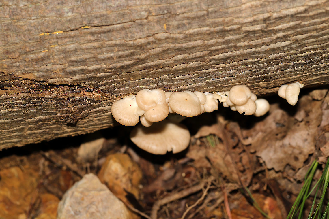 Summer Oyster Mushroom (Pleurotus pulmonarius) Young fruiting bodies on a fallen Tulip poplar (Liriodendron tulipifera). <br />
<br />
I will probably harvest some of these today for dinner! Geotagged,Lung Oyster,Pleurotus pulmonarius,Summer,United States