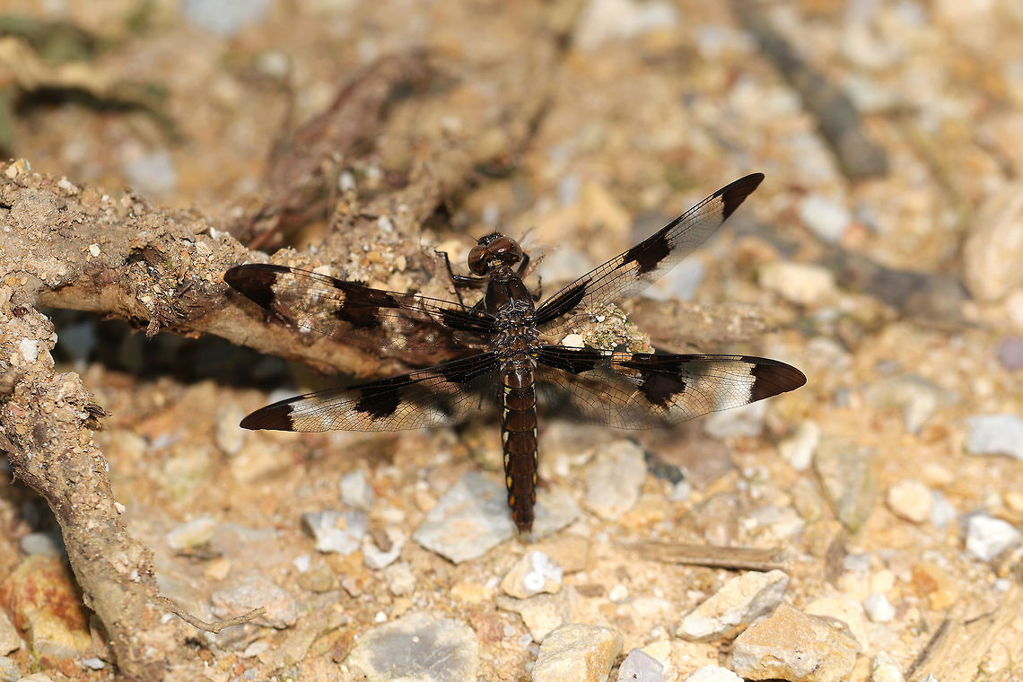 Common Whitetail (Plathemis lydia) At the edge of a dense mixed forest. I&#039;m not sure if this individual got overheated or what. It was having trouble moving, so I moved it to a shady location. Common Whitetail,Geotagged,Plathemis lydia,Summer,United States