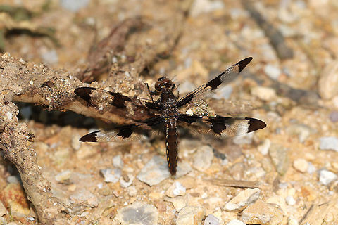 Common Whitetail (Plathemis lydia) At the edge of a dense mixed forest. I'm not sure if this individual got overheated or what. It was having trouble moving, so I moved it to a shady location. Common Whitetail,Geotagged,Plathemis lydia,Summer,United States