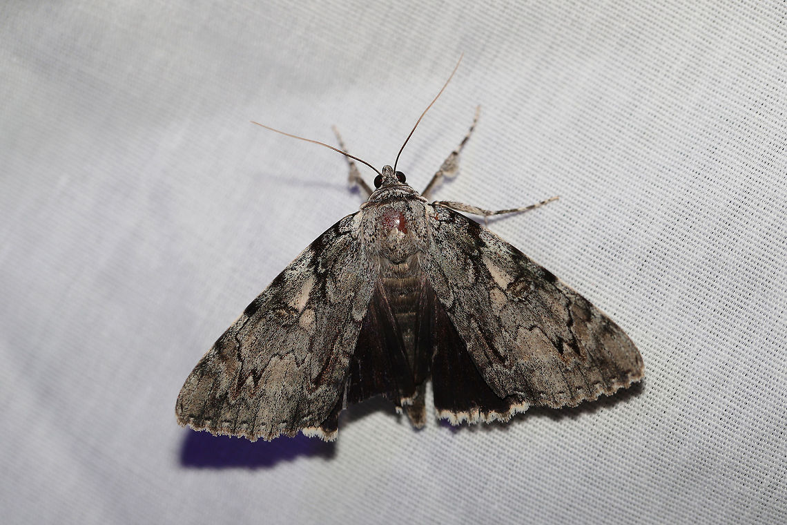 Dejected Underwing (Catocala dejecta) Large moth at a UV light setup (395nm) at the edge of a dense mixed forest (oak-hickory dominant).<br />
<br />
Note the differences in white light (flash) vs. more UV below:<br />
<figure class="photo"><a href="https://www.jungledragon.com/image/81383/dejected_underwing_catocala_dejecta.html" title="Dejected Underwing (Catocala dejecta)"><img src="https://s3.amazonaws.com/media.jungledragon.com/images/3231/81383_thumb.jpg?AWSAccessKeyId=05GMT0V3GWVNE7GGM1R2&Expires=1759968010&Signature=fc6Pa8jrO26KKyLDUNy96OMD%2BZw%3D" width="200" height="134" alt="Dejected Underwing (Catocala dejecta) Dejected Underwing (Catocala dejecta)<br />
Large moth at a UV light setup (395nm) at the edge of a dense mixed forest (oak-hickory dominant).<br />
<br />
Note the differences in higher UV light vs. more white light (flash) below:<br />
https://www.jungledragon.com/image/81382/dejected_underwing_catocala_dejecta.html Catocala dejecta,Geotagged,Summer,United States" /></a></figure><br />
 Catocala dejecta,Geotagged,Summer,United States
