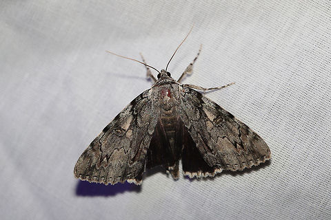 Dejected Underwing (Catocala dejecta) Large moth at a UV light setup (395nm) at the edge of a dense mixed forest (oak-hickory dominant).

Note the differences in white light (flash) vs. more UV below:
https://www.jungledragon.com/image/81383/dejected_underwing_catocala_dejecta.html
 Catocala dejecta,Geotagged,Summer,United States