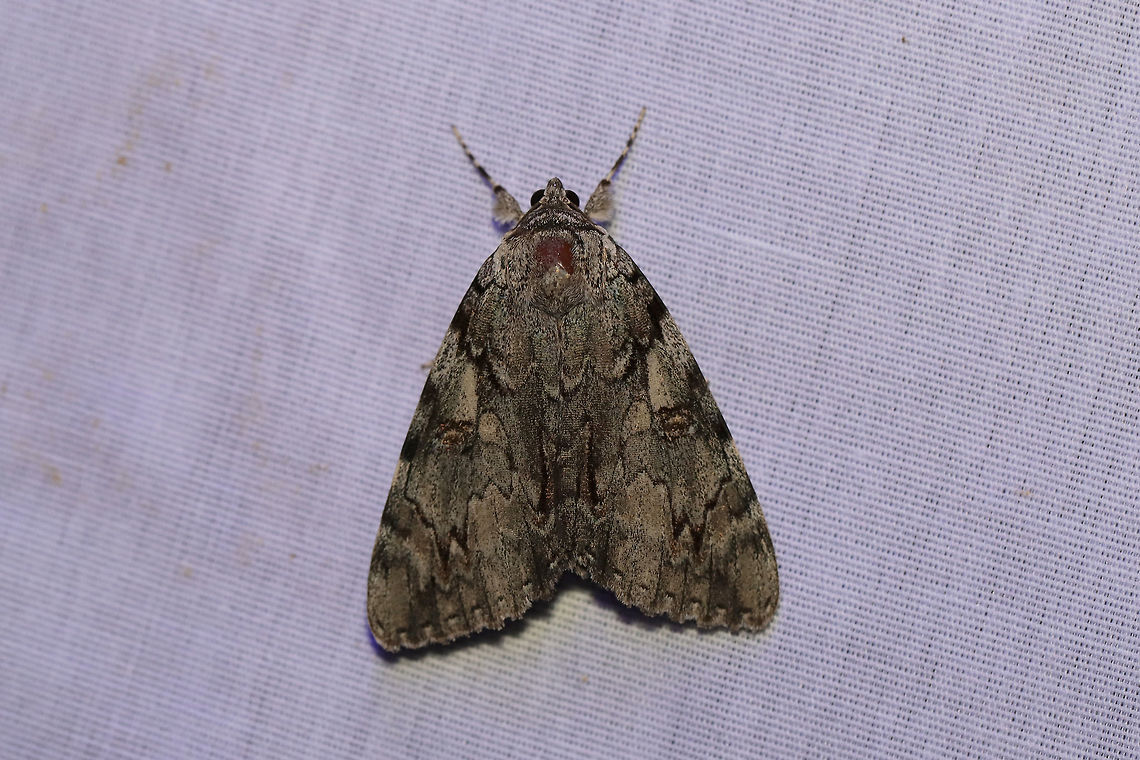 Dejected Underwing (Catocala dejecta) Dejected Underwing (Catocala dejecta)<br />
Large moth at a UV light setup (395nm) at the edge of a dense mixed forest (oak-hickory dominant).<br />
<br />
Note the differences in higher UV light vs. more white light (flash) below:<br />
<figure class="photo"><a href="https://www.jungledragon.com/image/81382/dejected_underwing_catocala_dejecta.html" title="Dejected Underwing (Catocala dejecta)"><img src="https://s3.amazonaws.com/media.jungledragon.com/images/3231/81382_thumb.jpg?AWSAccessKeyId=05GMT0V3GWVNE7GGM1R2&Expires=1769040010&Signature=IXe1byuoevAXogiYeoChoNSebfU%3D" width="200" height="134" alt="Dejected Underwing (Catocala dejecta) Large moth at a UV light setup (395nm) at the edge of a dense mixed forest (oak-hickory dominant).<br />
<br />
Note the differences in white light (flash) vs. more UV below:<br />
https://www.jungledragon.com/image/81383/dejected_underwing_catocala_dejecta.html<br />
 Catocala dejecta,Geotagged,Summer,United States" /></a></figure> Catocala dejecta,Geotagged,Summer,United States