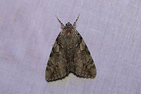 Dejected Underwing (Catocala dejecta) Dejected Underwing (Catocala dejecta)<br />
Large moth at a UV light setup (395nm) at the edge of a dense mixed forest (oak-hickory dominant).<br />
<br />
Note the differences in higher UV light vs. more white light (flash) below:<br />
https://www.jungledragon.com/image/81382/dejected_underwing_catocala_dejecta.html Catocala dejecta,Geotagged,Summer,United States
