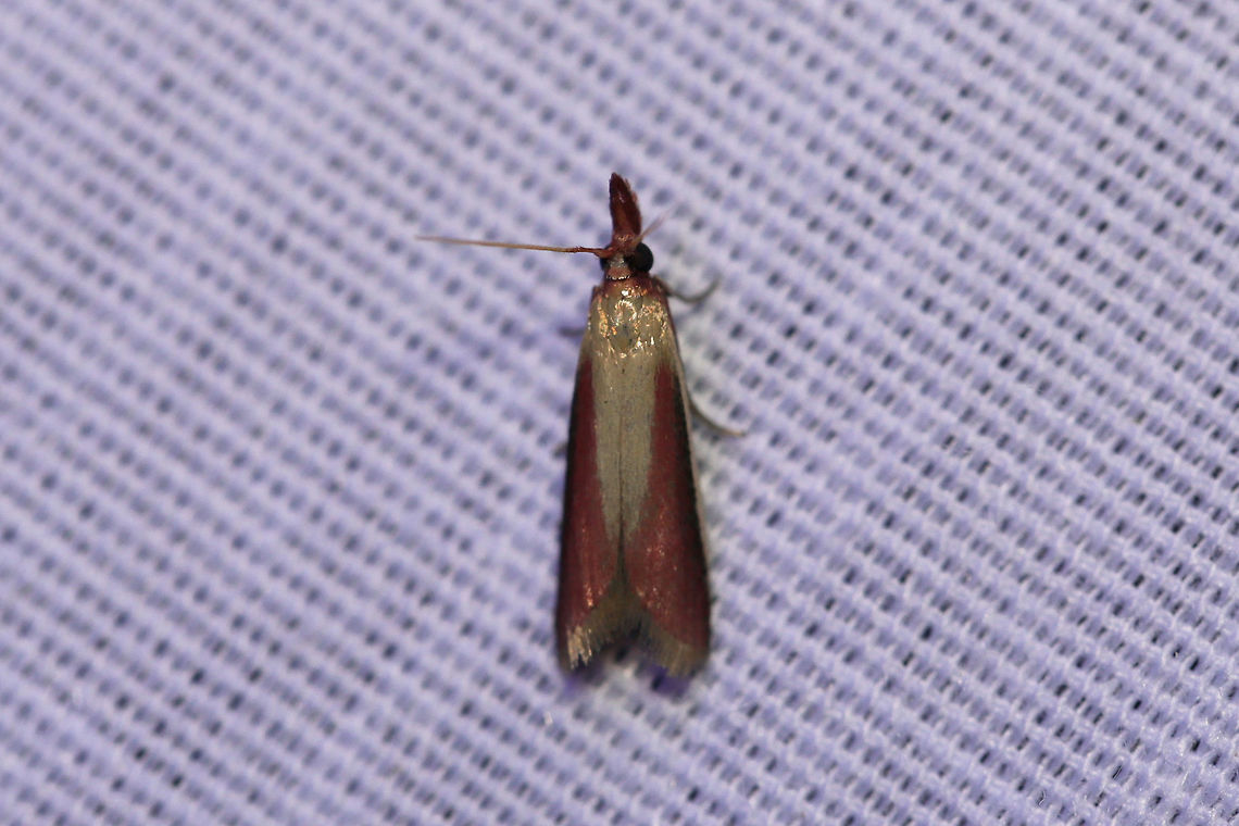 Carmine Snout (Peoria approximella) Small Pyralid moth at a UV light setup (395nm) at the edge of a dense mixed forest (primarily oak-hickory). Geotagged,Peoria approximella,Summer,United States