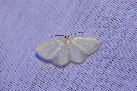 White Spring Moth (Lomographa vestaliata) At a UV light (395nm) setup at the edge of a dense mixed (hickory-oak) forest. Geotagged,Lomographa vestaliata,Summer,United States,White Spring Moth