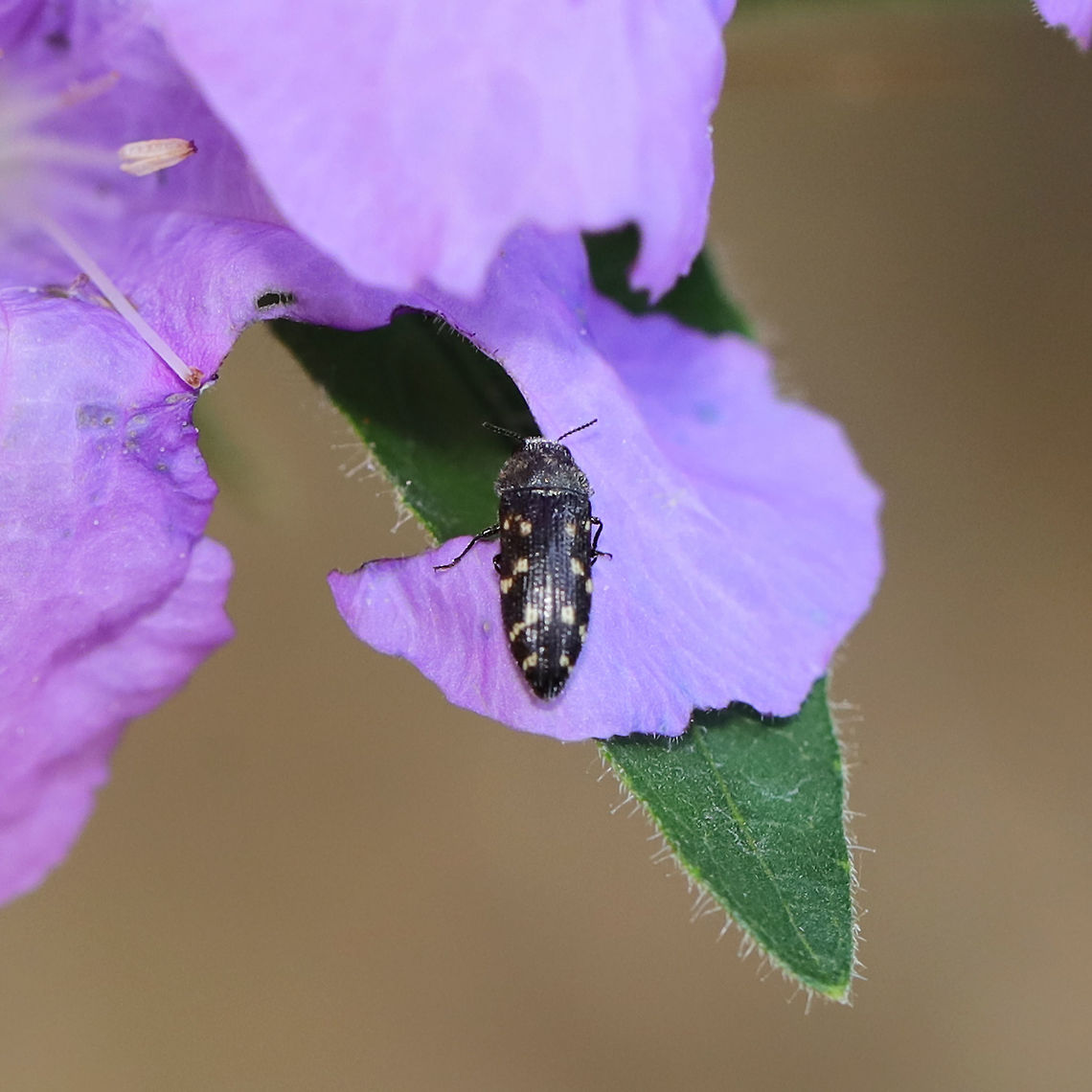 Acmaeodera tubulus On Ruellia caroliniensis at the edge of a dense mixed forest.<br />
Low-quality photo (only got one shot)! Acmaeodera tubulus,Geotagged,Summer,United States