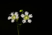 Starry Campion (Silene stellata) Growing at a leaf-littered forest edge.<br />
https://www.jungledragon.com/image/81440/starry_campion_silene_stellata.html Geotagged,Silene stellata,Spring,Starry Campion,United States