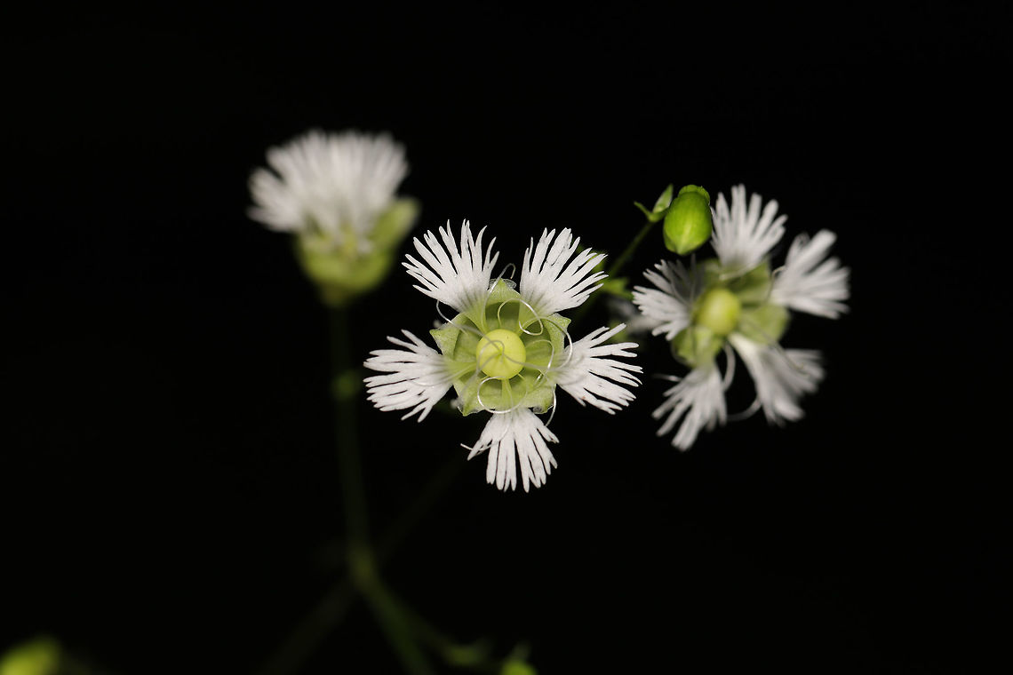 Starry Campion (Silene stellata) Growing at a leaf-littered forest edge. <br />
<figure class="photo"><a href="https://www.jungledragon.com/image/81439/starry_campion_silene_stellata.html" title="Starry Campion (Silene stellata)"><img src="https://s3.amazonaws.com/media.jungledragon.com/images/3231/81439_thumb.jpg?AWSAccessKeyId=05GMT0V3GWVNE7GGM1R2&Expires=1763596810&Signature=fGJooJlR31%2F9h4%2BURggdStDIIdk%3D" width="200" height="134" alt="Starry Campion (Silene stellata) Growing at a leaf-littered forest edge.<br />
https://www.jungledragon.com/image/81440/starry_campion_silene_stellata.html Geotagged,Silene stellata,Spring,Starry Campion,United States" /></a></figure> Geotagged,Silene stellata,Spring,Starry Campion,United States