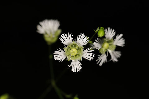 Starry Campion (Silene stellata) Growing at a leaf-littered forest edge. 
https://www.jungledragon.com/image/81439/starry_campion_silene_stellata.html Geotagged,Silene stellata,Spring,Starry Campion,United States