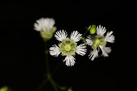 Starry Campion (Silene stellata) Growing at a leaf-littered forest edge. <br />
https://www.jungledragon.com/image/81439/starry_campion_silene_stellata.html Geotagged,Silene stellata,Spring,Starry Campion,United States