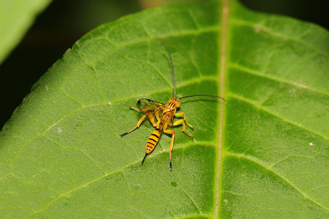 Neotheronia septentrionalis Not 100 percent on this ID.<br />
At the shady edge of a dense mixed forest. <br />
<figure class="photo"><a href="https://www.jungledragon.com/image/81441/neotheronia_septentrionalis.html" title="Neotheronia septentrionalis"><img src="https://s3.amazonaws.com/media.jungledragon.com/images/3231/81441_thumb.jpg?AWSAccessKeyId=05GMT0V3GWVNE7GGM1R2&Expires=1770854410&Signature=yXLYglVmVoiB4WTWjRUzgf6dMgQ%3D" width="200" height="134" alt="Neotheronia septentrionalis Not 100 percent on this ID.<br />
At the shady edge of a dense mixed forest.<br />
https://www.jungledragon.com/image/81442/neotheronia_septentrionalis.html Geotagged,Neotheronia septentrionalis,Spring,United States" /></a></figure> Geotagged,Neotheronia septentrionalis,Spring,United States