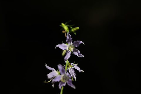 Tall Bellflower (Campanulastrum americanum) In a forested area near a regulation reservoir. 
https://www.jungledragon.com/image/81506/tall_bellflower_campanulastrum_americanum.html American bellflower,Campanula americana,Geotagged,Summer,United States