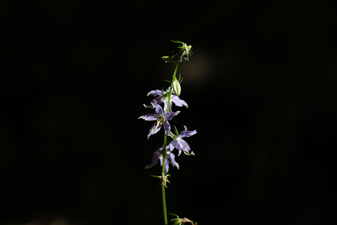 Tall Bellflower (Campanulastrum americanum) In a forested area near a regulation reservoir. <br />
<figure class="photo"><a href="https://www.jungledragon.com/image/81505/tall_bellflower_campanulastrum_americanum.html" title="Tall Bellflower (Campanulastrum americanum)"><img src="https://s3.amazonaws.com/media.jungledragon.com/images/3231/81505_thumb.jpg?AWSAccessKeyId=05GMT0V3GWVNE7GGM1R2&Expires=1763596810&Signature=Jxp%2Fjneg5vFg7tz1gpllNoVxD6M%3D" width="200" height="134" alt="Tall Bellflower (Campanulastrum americanum) In a forested area near a regulation reservoir. <br />
https://www.jungledragon.com/image/81506/tall_bellflower_campanulastrum_americanum.html American bellflower,Campanula americana,Geotagged,Summer,United States" /></a></figure> American bellflower,Campanula americana,Geotagged,Summer,United States