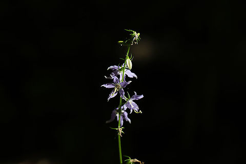 Tall Bellflower (Campanulastrum americanum) In a forested area near a regulation reservoir. 
https://www.jungledragon.com/image/81505/tall_bellflower_campanulastrum_americanum.html American bellflower,Campanula americana,Geotagged,Summer,United States