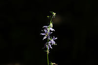 Tall Bellflower (Campanulastrum americanum) In a forested area near a regulation reservoir. <br />
https://www.jungledragon.com/image/81505/tall_bellflower_campanulastrum_americanum.html American bellflower,Campanula americana,Geotagged,Summer,United States