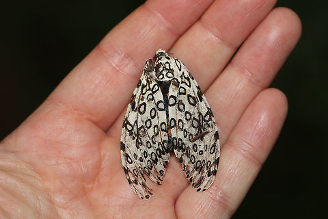 Giant Leopard Moth (Hypercompe scribonia) Dead moth in leaf litter at the forested edge of a lake.  Geotagged,Giant Leopard Moth,Hypercompe scribonia,Summer,United States