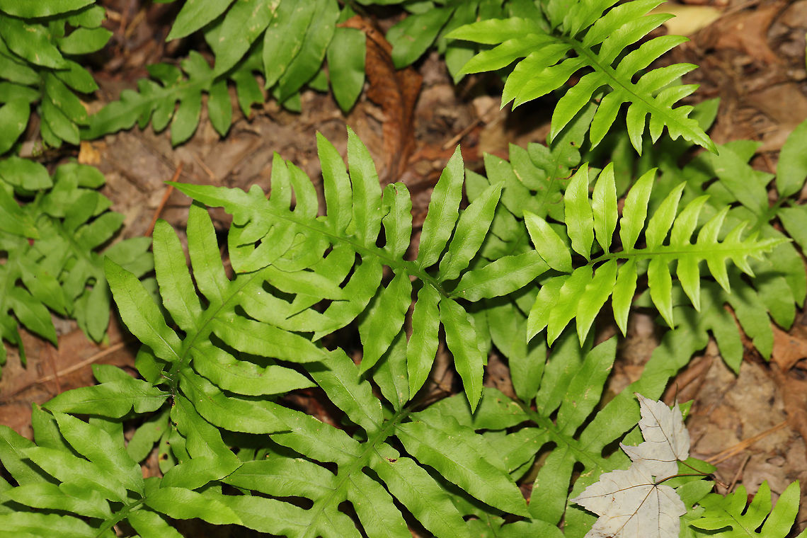 Netted Chain Fern (Woodwardia areolata) On a forested lakeside trail. <br />
<figure class="photo"><a href="https://www.jungledragon.com/image/81509/netted_chain_fern_woodwardia_areolata.html" title="Netted Chain Fern (Woodwardia areolata)"><img src="https://s3.amazonaws.com/media.jungledragon.com/images/3231/81509_thumb.jpg?AWSAccessKeyId=05GMT0V3GWVNE7GGM1R2&Expires=1759968010&Signature=AhdDhKGUew1qBrm%2FOjWmMr%2Bdq58%3D" width="200" height="134" alt="Netted Chain Fern (Woodwardia areolata) On a forested lakeside trail. <br />
https://www.jungledragon.com/image/81508/netted_chain_fern_woodwardia_areolata.html Geotagged,Summer,United States,Woodwardia areolata" /></a></figure> Geotagged,Summer,United States,Woodwardia areolata