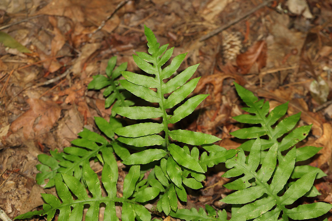 Netted Chain Fern (Woodwardia areolata) On a forested lakeside trail. <br />
<figure class="photo"><a href="https://www.jungledragon.com/image/81508/netted_chain_fern_woodwardia_areolata.html" title="Netted Chain Fern (Woodwardia areolata)"><img src="https://s3.amazonaws.com/media.jungledragon.com/images/3231/81508_thumb.jpg?AWSAccessKeyId=05GMT0V3GWVNE7GGM1R2&Expires=1769040010&Signature=cuykn4227ad8ZoINYXB6yhT8Q7E%3D" width="200" height="134" alt="Netted Chain Fern (Woodwardia areolata) On a forested lakeside trail. <br />
https://www.jungledragon.com/image/81509/netted_chain_fern_woodwardia_areolata.html Geotagged,Summer,United States,Woodwardia areolata" /></a></figure> Geotagged,Summer,United States,Woodwardia areolata