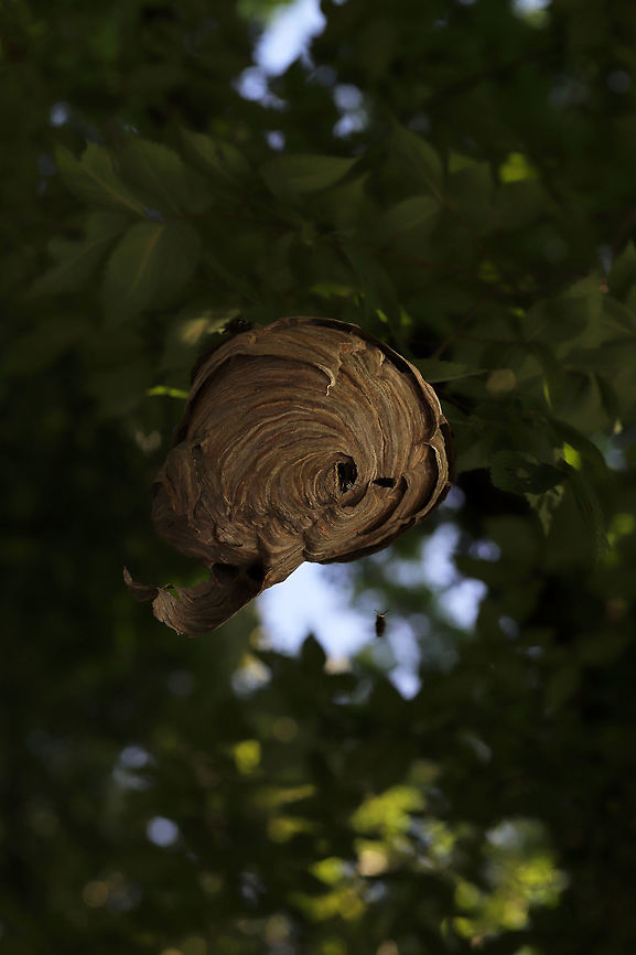 Bald-Faced Hornet Nest (Dolichovespula maculata ) Jason noticed this medium sized nest hanging above the road on our way out of a hike location. I didn&#039;t want to get out of the car to take photos (there were active wasps going in and out), so I had to settle for a shot from my car window! Bald-faced hornet,Dolichovespula maculata,Geotagged,Summer,United States