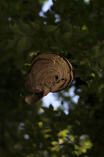 Bald-Faced Hornet Nest (Dolichovespula maculata ) Jason noticed this medium sized nest hanging above the road on our way out of a hike location. I didn't want to get out of the car to take photos (there were active wasps going in and out), so I had to settle for a shot from my car window! Bald-faced hornet,Dolichovespula maculata,Geotagged,Summer,United States