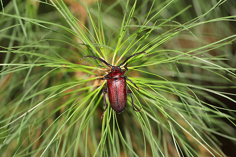 Prionus pocularis Likely ID is Prionus pocularis (male) but could be a teneral P. laticollis.

On a pine sapling in a forested area at the edge of a lake. 
https://www.jungledragon.com/image/81512/prionid_beetle.html Geotagged,Prionus pocularis,Summer,United States