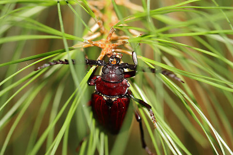 Prionus pocularis Likely ID is Prionus pocularis (male) but could be a teneral P. laticollis.

On a pine sapling in a forested area at the edge of a lake. 
https://www.jungledragon.com/image/81511/prionid_beetle.html Geotagged,Prionus pocularis,Summer,United States