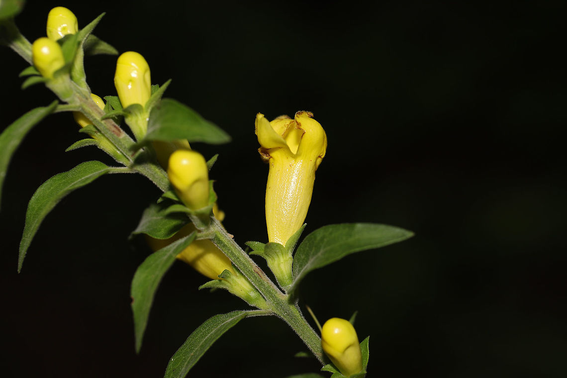Downy Yellow False Foxglove (Aureolaria virginica) Large group of flowers growing on a lakeside woodland trail.<br />
Not 100 percent on this, but the bloom time for A. virginica is May-Jul; Aug-Sep. Other Aureolaria seem to bloom in fall. Aureolaria virginica,Downy yellow false foxglove,Geotagged,Summer,United States