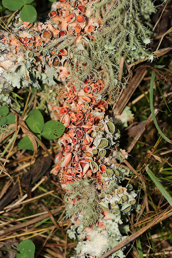 Perforated Ruffle Lichen (Parmotrema perforatum) On a moist forest trail.Growing alongside Usnea sp. I wonder if the pink color is a sign of parasitization? Or norstictic acid in the medulla?<br />
<br />
<figure class="photo"><a href="https://www.jungledragon.com/image/81516/perforated_ruffle_lichen_parmotrema_perforatum.html" title="Perforated Ruffle Lichen (Parmotrema perforatum)"><img src="https://s3.amazonaws.com/media.jungledragon.com/images/3231/81516_thumb.jpg?AWSAccessKeyId=05GMT0V3GWVNE7GGM1R2&Expires=1759968010&Signature=TBLFv%2FAkxUrsihY6kMPtEl80Jw4%3D" width="200" height="134" alt="Perforated Ruffle Lichen (Parmotrema perforatum) On a moist forest trail.Growing alongside Usnea sp. I wonder if the pink color is a sign of parasitization? Or norstictic acid in the medulla?<br />
<br />
https://www.jungledragon.com/image/81515/perforated_ruffle_lichen_parmotrema_perforatum.html<br />
 Geotagged,Parmotrema perforatum,Perforated Ruffle Lichen,Summer,United States" /></a></figure> Geotagged,Parmotrema perforatum,Perforated Ruffle Lichen,Summer,United States