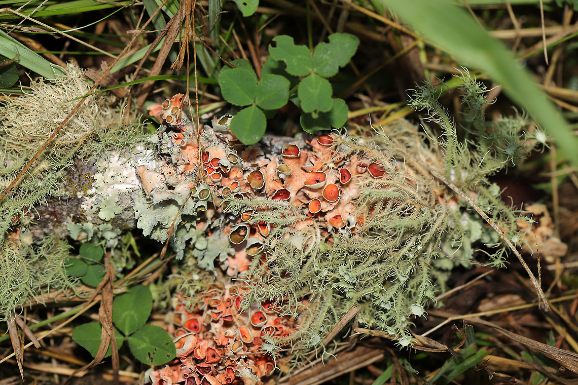 Perforated Ruffle Lichen (Parmotrema perforatum) On a moist forest trail.Growing alongside Usnea sp. I wonder if the pink color is a sign of parasitization? Or norstictic acid in the medulla?<br />
<br />
<figure class="photo"><a href="https://www.jungledragon.com/image/81515/perforated_ruffle_lichen_parmotrema_perforatum.html" title="Perforated Ruffle Lichen (Parmotrema perforatum)"><img src="https://s3.amazonaws.com/media.jungledragon.com/images/3231/81515_thumb.jpg?AWSAccessKeyId=05GMT0V3GWVNE7GGM1R2&Expires=1759968010&Signature=M96q4Mfu4PuTcvPKeWcQRkE%2FnkQ%3D" width="102" height="152" alt="Perforated Ruffle Lichen (Parmotrema perforatum) On a moist forest trail.Growing alongside Usnea sp. I wonder if the pink color is a sign of parasitization? Or norstictic acid in the medulla?<br />
<br />
https://www.jungledragon.com/image/81516/perforated_ruffle_lichen_parmotrema_perforatum.html Geotagged,Parmotrema perforatum,Perforated Ruffle Lichen,Summer,United States" /></a></figure><br />
 Geotagged,Parmotrema perforatum,Perforated Ruffle Lichen,Summer,United States