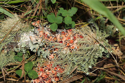 Perforated Ruffle Lichen (Parmotrema perforatum) On a moist forest trail.Growing alongside Usnea sp. I wonder if the pink color is a sign of parasitization? Or norstictic acid in the medulla?

https://www.jungledragon.com/image/81515/perforated_ruffle_lichen_parmotrema_perforatum.html
 Geotagged,Parmotrema perforatum,Perforated Ruffle Lichen,Summer,United States