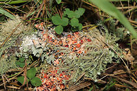 Perforated Ruffle Lichen (Parmotrema perforatum) On a moist forest trail.Growing alongside Usnea sp. I wonder if the pink color is a sign of parasitization? Or norstictic acid in the medulla?<br />
<br />
https://www.jungledragon.com/image/81515/perforated_ruffle_lichen_parmotrema_perforatum.html<br />
 Geotagged,Parmotrema perforatum,Perforated Ruffle Lichen,Summer,United States