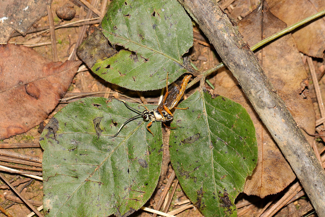 Mesostenus sp.? I&#039;m not sure what was going on, but this parasitoid wasp was wallowing/rolling around on the forest floor on a woodland trail near a regulation reservoir. <br />
<figure class="photo"><a href="https://www.jungledragon.com/image/81518/mesostenus_sp.html" title="Mesostenus sp.?"><img src="https://s3.amazonaws.com/media.jungledragon.com/images/3231/81518_thumb.jpg?AWSAccessKeyId=05GMT0V3GWVNE7GGM1R2&Expires=1759968010&Signature=mu1jEBATv3fmcwy%2FZdA1KSMIW1w%3D" width="102" height="152" alt="Mesostenus sp.? I&#039;m not sure what was going on, but this parasitoid wasp was wallowing/rolling around on the forest floor on a woodland trail near a regulation reservoir. <br />
https://www.jungledragon.com/image/81517/mesostenus_sp.html Geotagged,Summer,United States" /></a></figure> Geotagged,Summer,United States