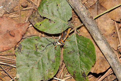 Mesostenus sp.? I'm not sure what was going on, but this parasitoid wasp was wallowing/rolling around on the forest floor on a woodland trail near a regulation reservoir. 
https://www.jungledragon.com/image/81518/mesostenus_sp.html Geotagged,Summer,United States