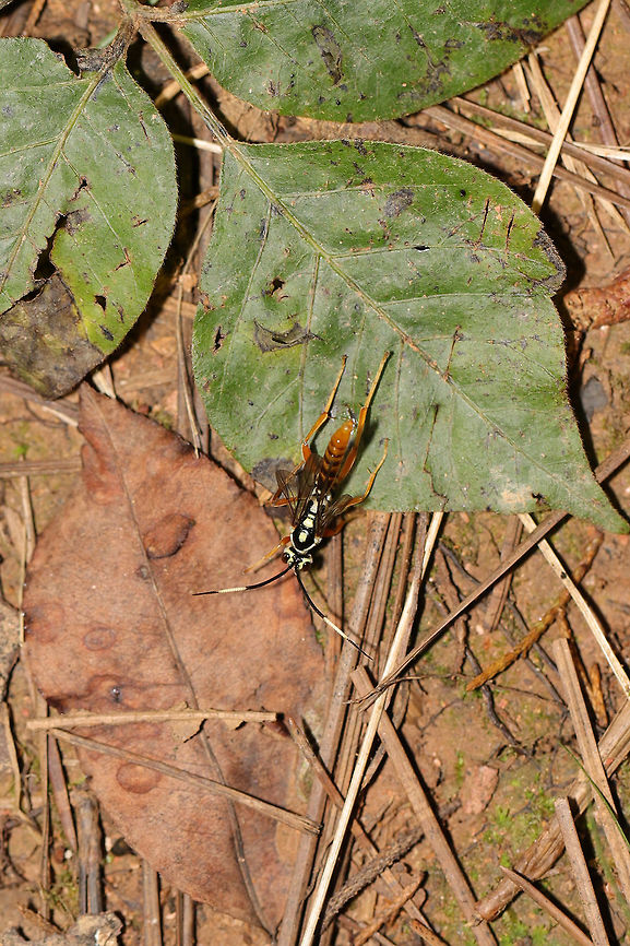 Mesostenus sp.? I&#039;m not sure what was going on, but this parasitoid wasp was wallowing/rolling around on the forest floor on a woodland trail near a regulation reservoir. <br />
<figure class="photo"><a href="https://www.jungledragon.com/image/81517/mesostenus_sp.html" title="Mesostenus sp.?"><img src="https://s3.amazonaws.com/media.jungledragon.com/images/3231/81517_thumb.jpg?AWSAccessKeyId=05GMT0V3GWVNE7GGM1R2&Expires=1759968010&Signature=aRSzWFngh1CFAiVVvD2C5He3kmQ%3D" width="200" height="134" alt="Mesostenus sp.? I&#039;m not sure what was going on, but this parasitoid wasp was wallowing/rolling around on the forest floor on a woodland trail near a regulation reservoir. <br />
https://www.jungledragon.com/image/81518/mesostenus_sp.html Geotagged,Summer,United States" /></a></figure> Geotagged,Summer,United States