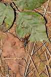 Mesostenus sp.? I'm not sure what was going on, but this parasitoid wasp was wallowing/rolling around on the forest floor on a woodland trail near a regulation reservoir. <br />
https://www.jungledragon.com/image/81517/mesostenus_sp.html Geotagged,Summer,United States