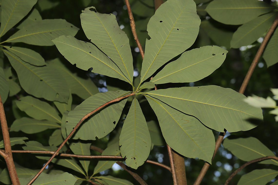 Umbrella Magnolia (Magnolia tripetala) On a forested lakeside trail. <br />
<figure class="photo"><a href="https://www.jungledragon.com/image/81520/umbrella_magnolia_magnolia_tripetala.html" title="Umbrella Magnolia (Magnolia tripetala)"><img src="https://s3.amazonaws.com/media.jungledragon.com/images/3231/81520_thumb.jpg?AWSAccessKeyId=05GMT0V3GWVNE7GGM1R2&Expires=1767225610&Signature=lETgBhHZkcNksUVLlVMIJV3Qnd8%3D" width="200" height="134" alt="Umbrella Magnolia (Magnolia tripetala) On a forested lakeside trail. <br />
https://www.jungledragon.com/image/81519/umbrella_magnolia_magnolia_tripetala.html Geotagged,Magnolia tripetala,Summer,Umbrella magnolia,United States" /></a></figure> Geotagged,Magnolia tripetala,Summer,Umbrella magnolia,United States
