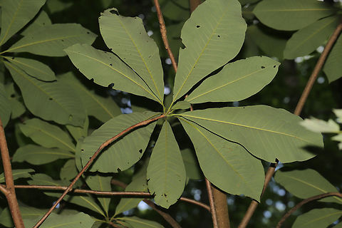 Umbrella Magnolia (Magnolia tripetala) On a forested lakeside trail. 
https://www.jungledragon.com/image/81520/umbrella_magnolia_magnolia_tripetala.html Geotagged,Magnolia tripetala,Summer,Umbrella magnolia,United States