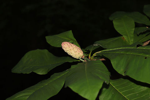 Umbrella Magnolia (Magnolia tripetala) On a forested lakeside trail. 
https://www.jungledragon.com/image/81519/umbrella_magnolia_magnolia_tripetala.html Geotagged,Magnolia tripetala,Summer,Umbrella magnolia,United States
