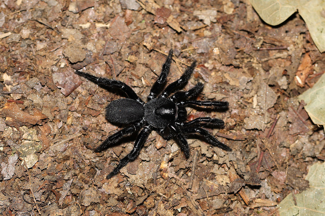 Cork-Lid Trapdoor Spider (Ummidia sp.) On a forested lakeside trail. Geotagged,Summer,United States