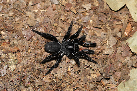Cork-Lid Trapdoor Spider (Ummidia sp.) On a forested lakeside trail. Geotagged,Summer,United States