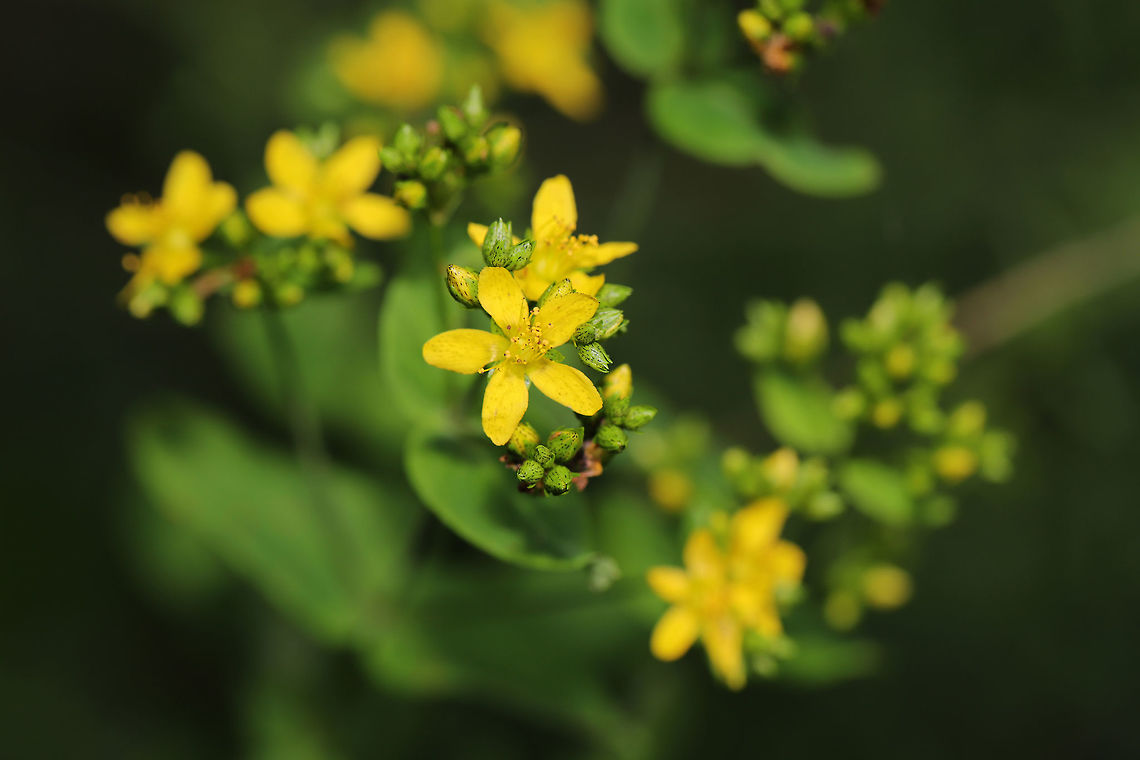 False Spotted St. John's Wort (Hypericum pseudomaculatum) Growing in a clearing near a re-regulation reservoir.  False Spotted St. John's Wort,Geotagged,Hypericum pseudomaculatum,Summer,United States