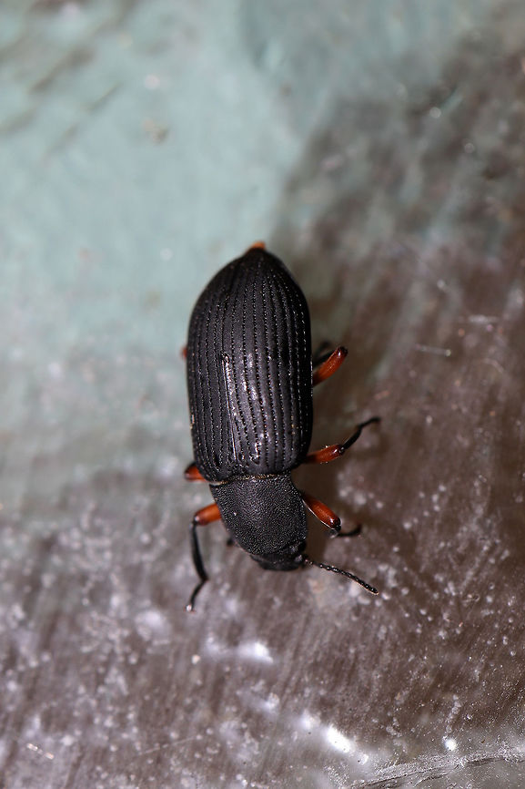 Haplandrus fulvipes A Tenebrionid beetle at a disturbed forest edge (near fallen pine trees).  Geotagged,Haplandrus fulvipes,Summer,United States